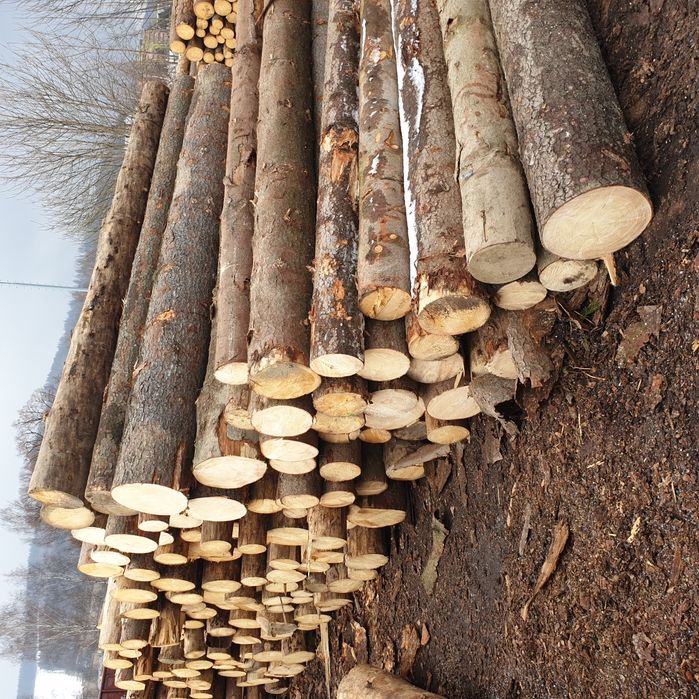 Świerk posusz suchar kornik Kłoda Dłużyca wałki drewno drzewo