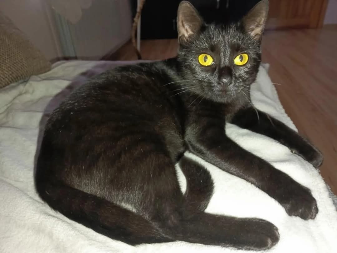 Kotka Molly poleca się do adopcji