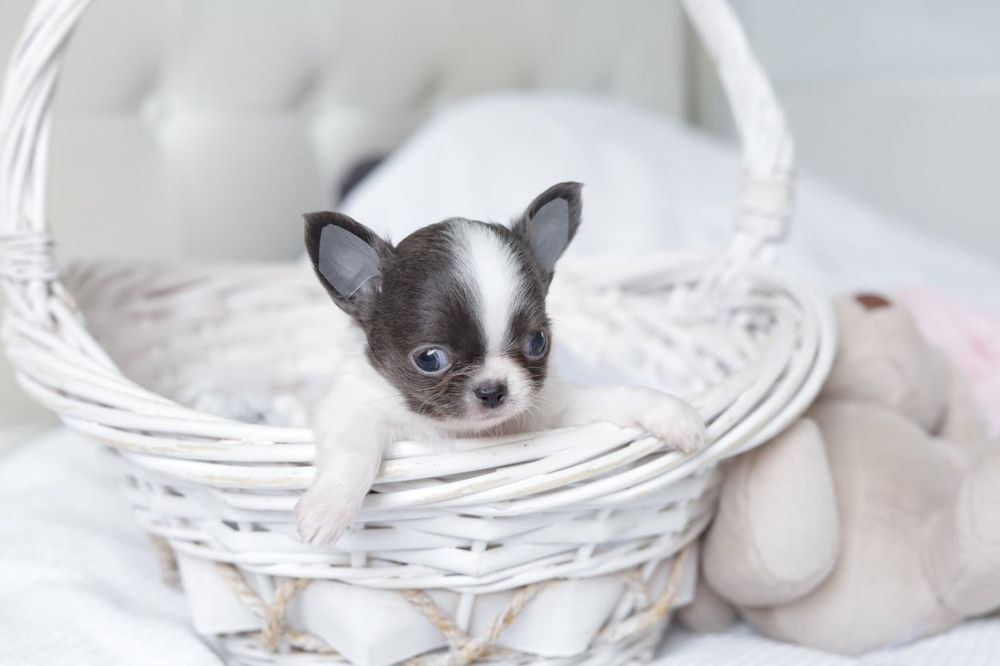 Mini chihuahua FCI chłopak