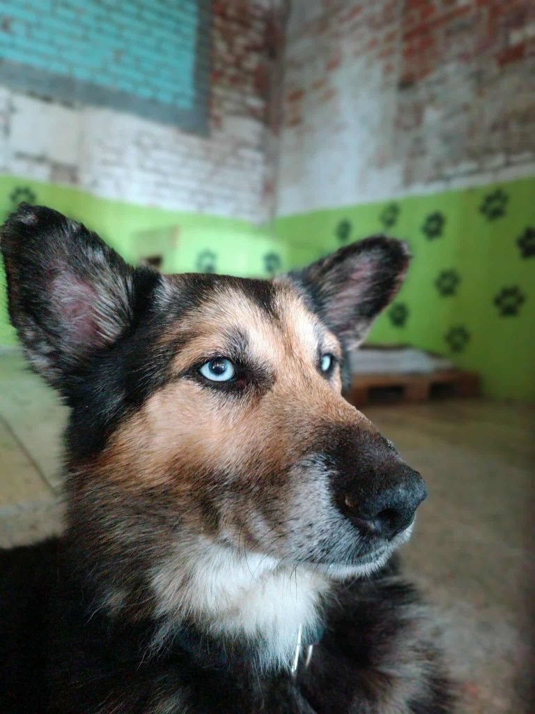 Bond szuka domu!