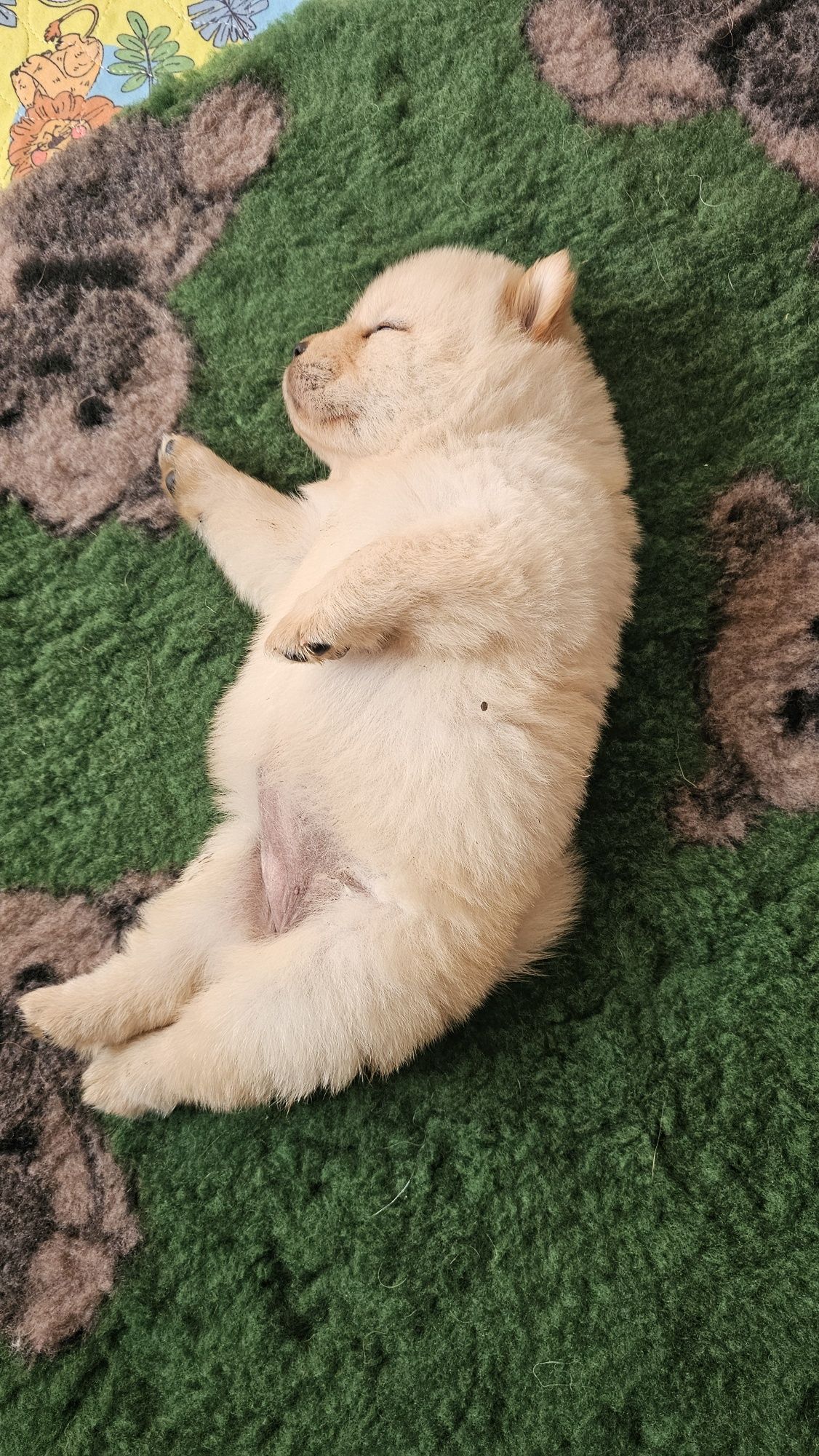 Sunia cream chow chow