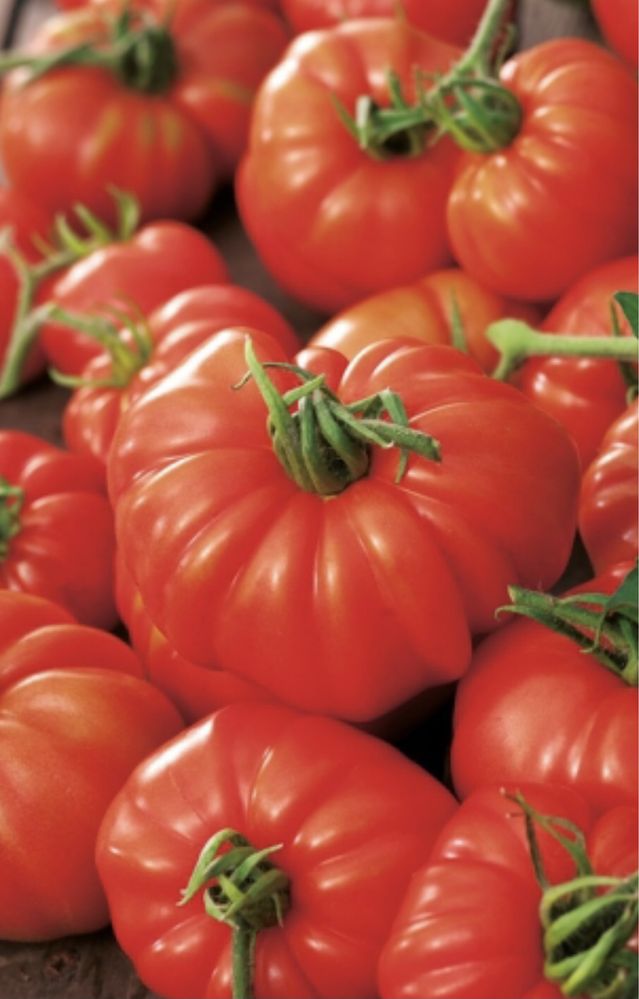 Sadzonka pomidor wielkoowocowy