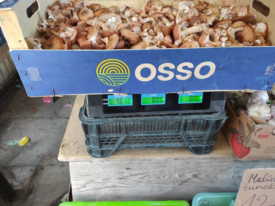 Sprzedam uzbieram grzyby opieńki