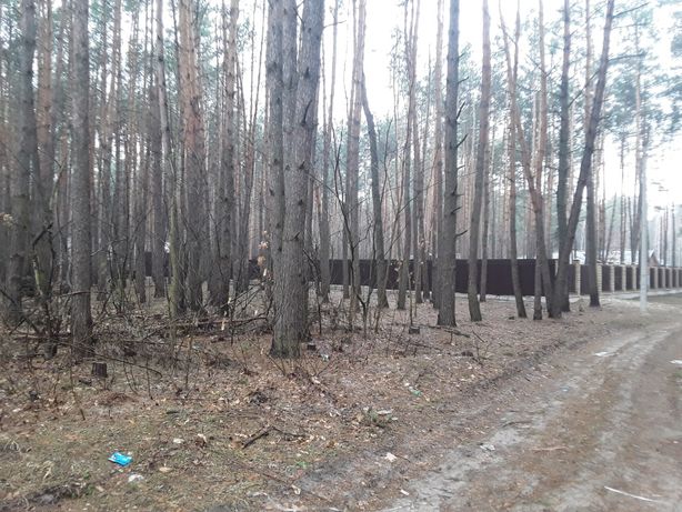 Участки в сосновом лесу 3.5км от Киева (Бориспольская трасса)