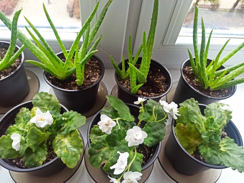 Sprzedam Aloes sadzonki