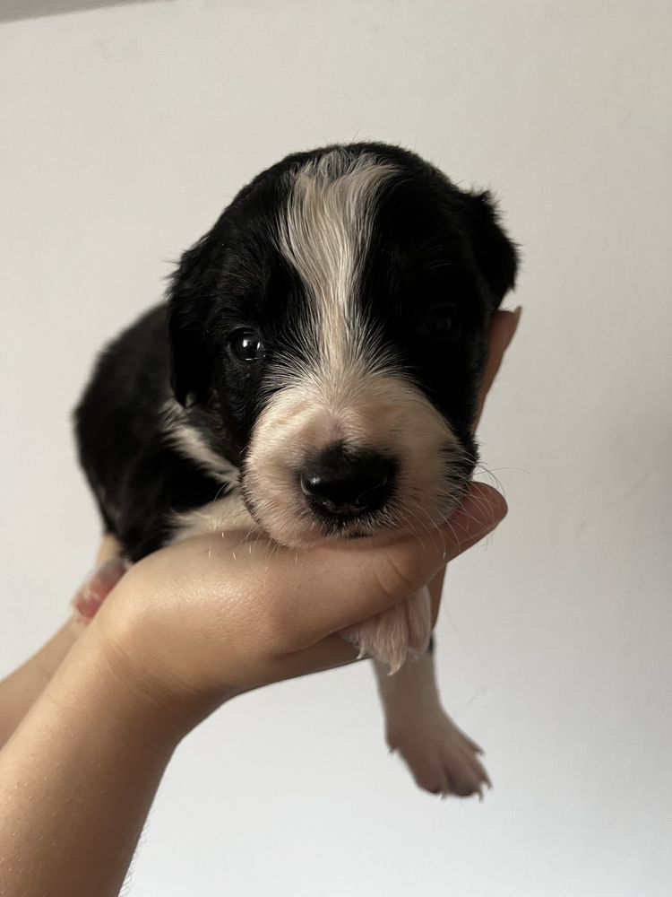 Border Collie piesek