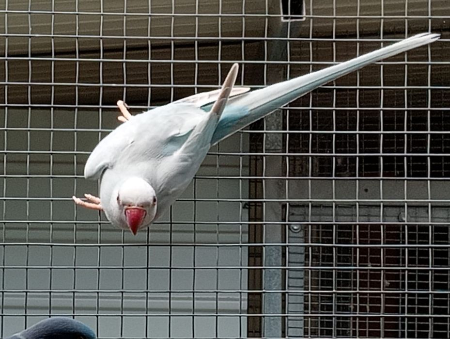 Ring necks adultos