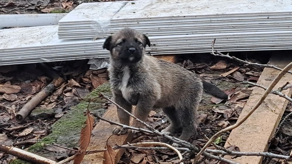 Отдам щенков в хорошие руки