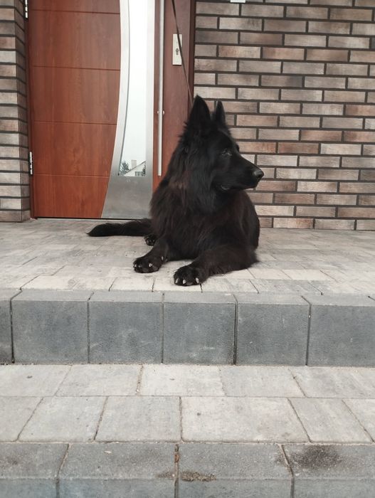 Szczeniaki Owczarka niemiecki długowłosego