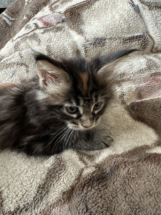 Кошеня мейн кун
