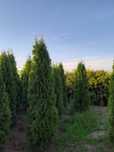 Thuja Smaragd 200cm z GWARANCJĄ
