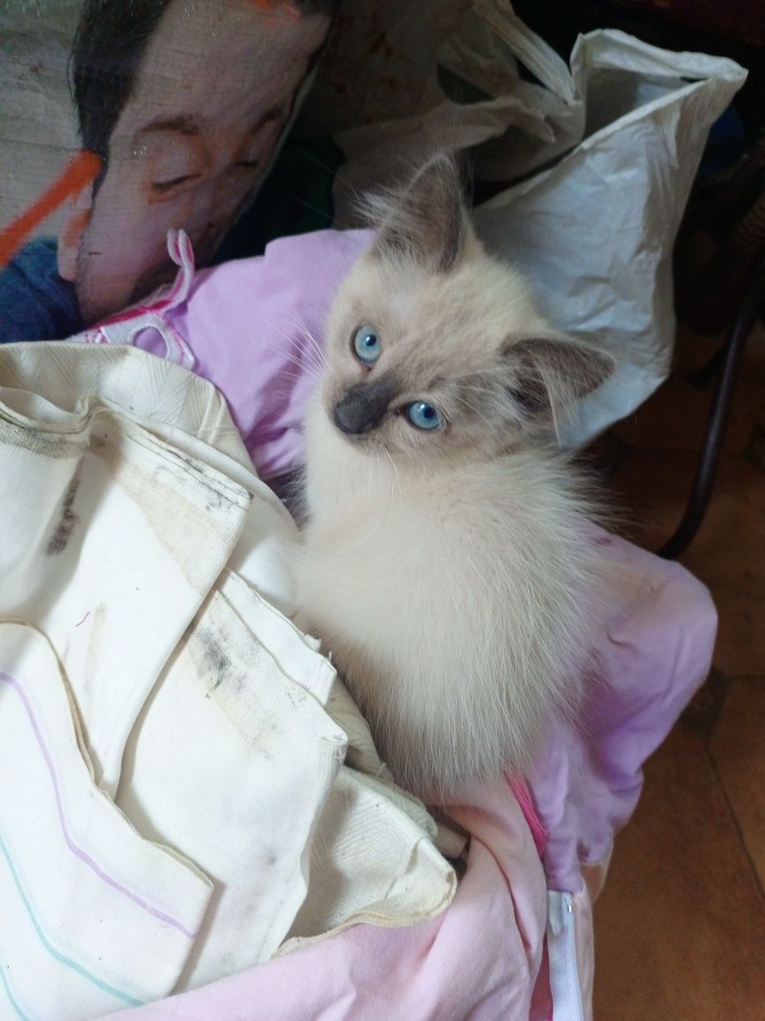 Сіамські кошенята не дорого