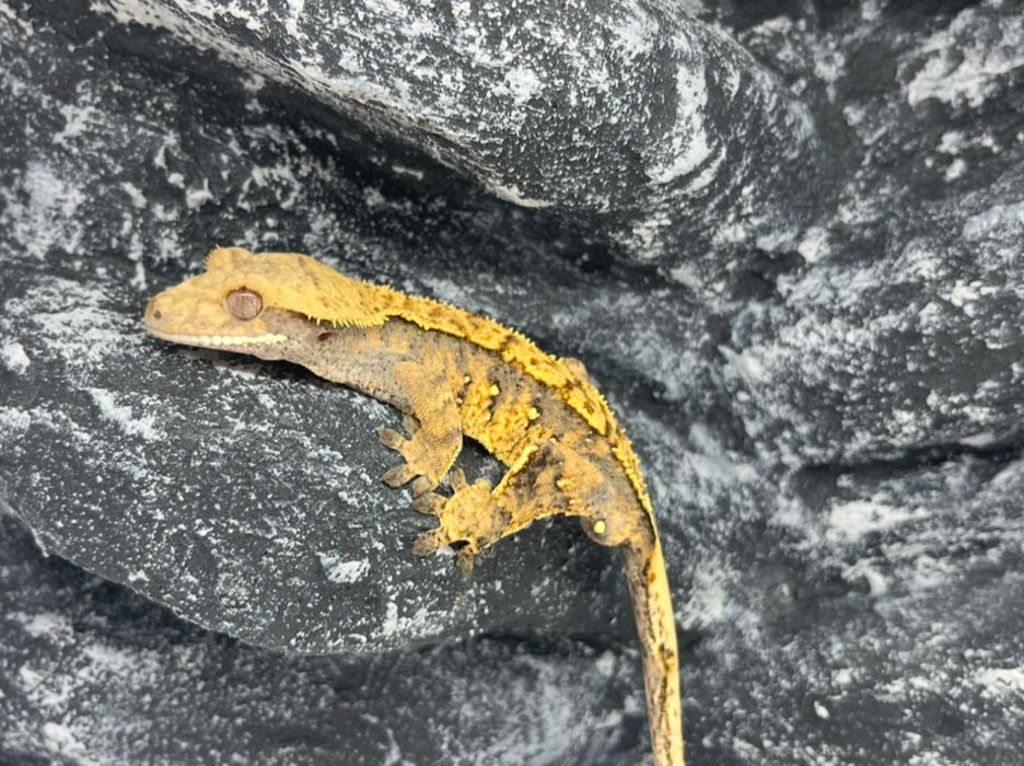 Gekon orzęsiony gekony orzęsione Toruń