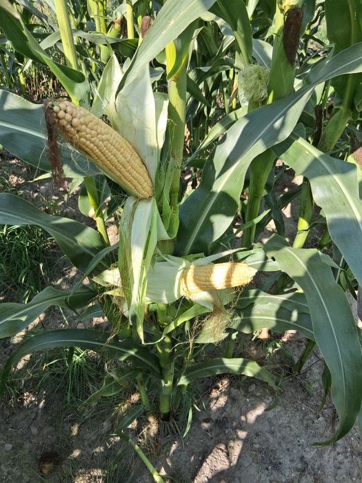 Kukurydza na pniu
