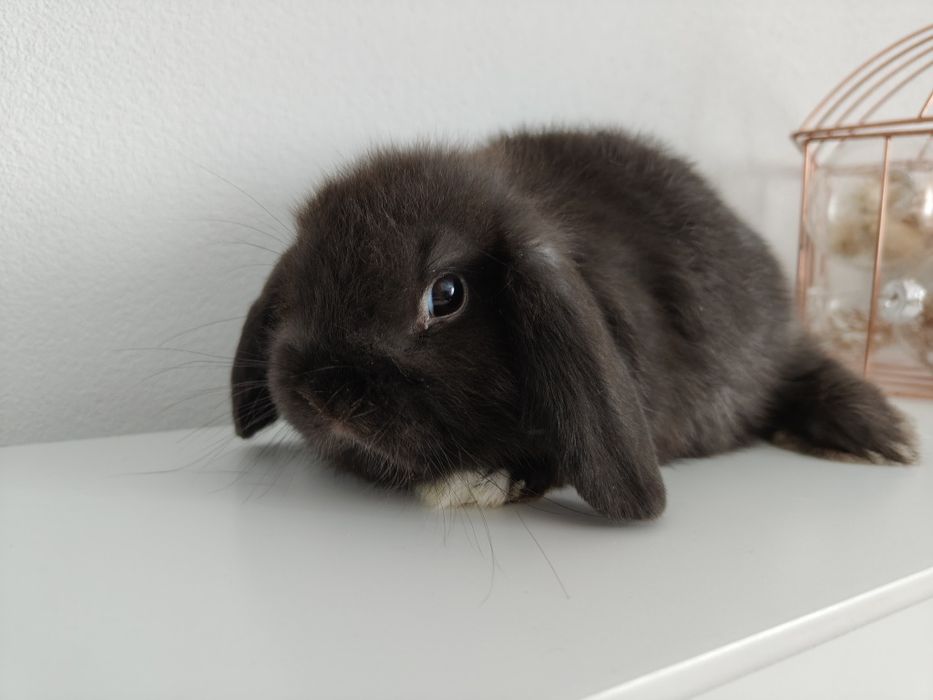 Mini Lop królik gotowe do odbioru