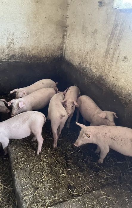 Prosiaki prosięta tuczniki warchlaki