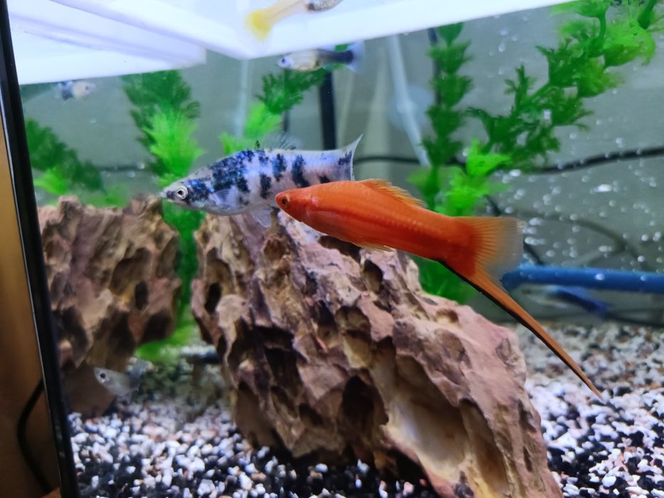 Vendo ou troco 2espadas machos e 1 platy macho