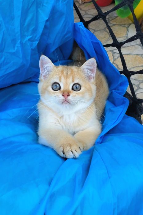 Ручные кукольные малышата, котята золотая шиншилла