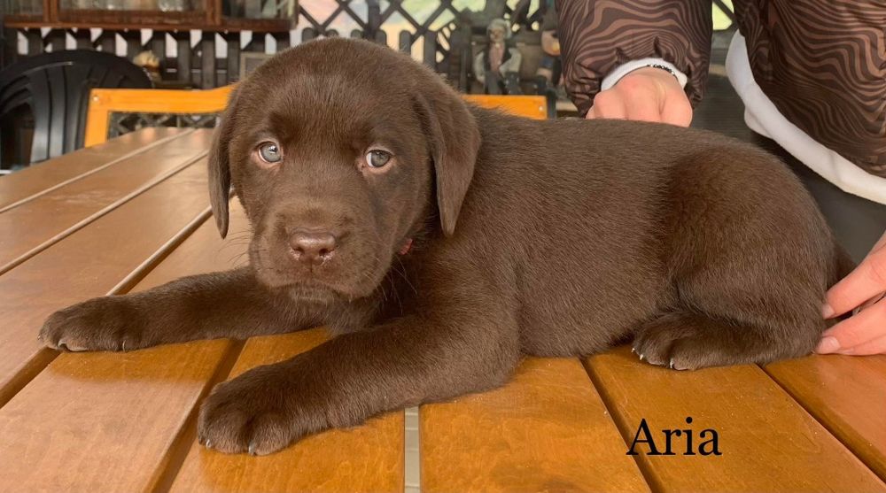 Labrador Retriever