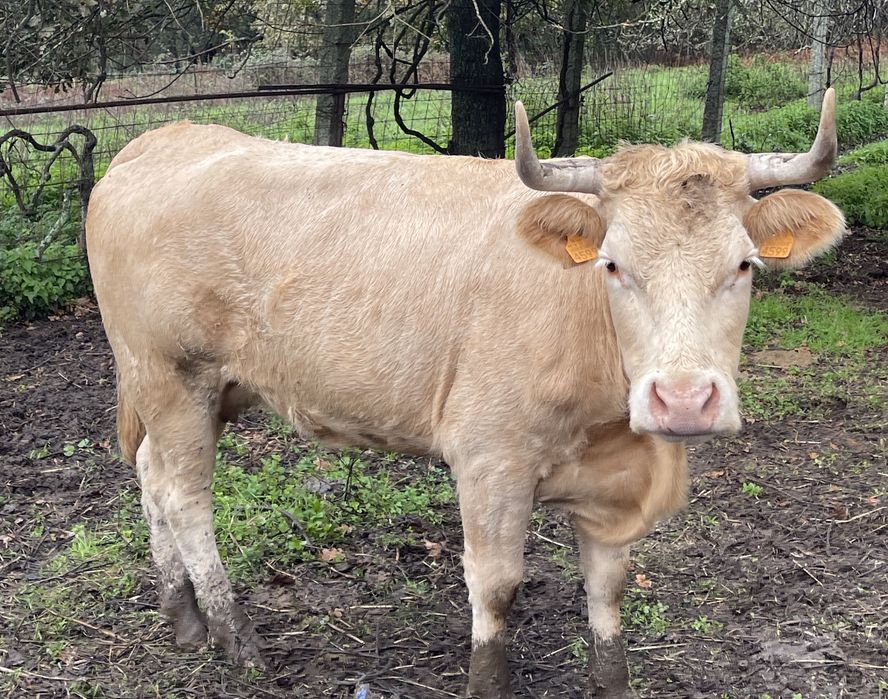 Vaca charolesa possivelmente prenha ( super mansa)