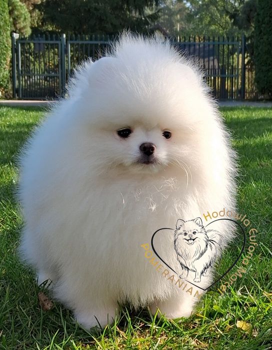Pomeranian szpic miniaturowy