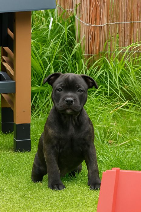 Staffordshire Bull Terrier staffik szczeniak szczenię pies rodowód ZKw