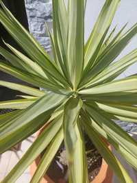 Planta Yucca Jewel