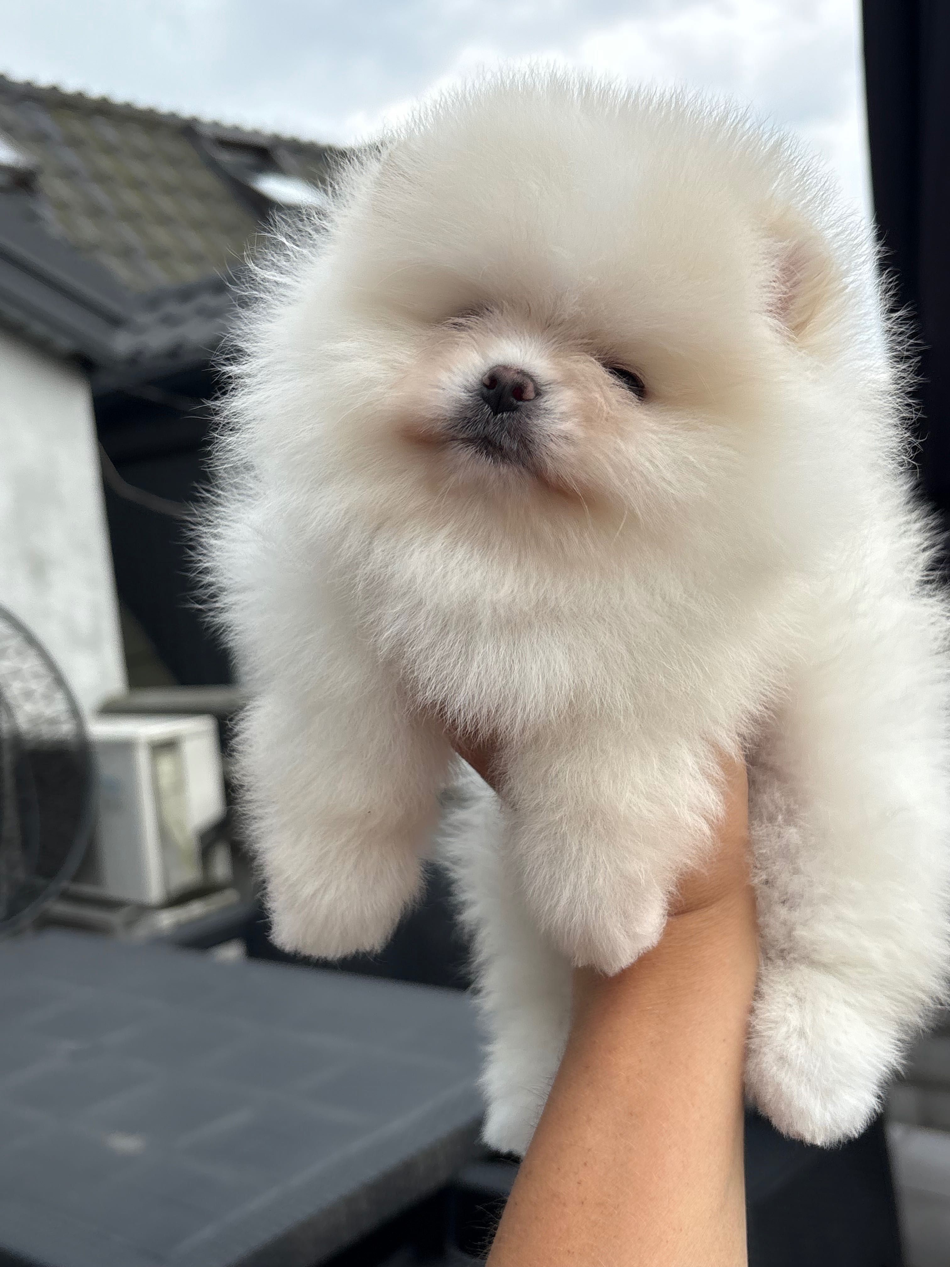 Samiec kremowy FCI zkwp Pomeranian szpic miniaturowy