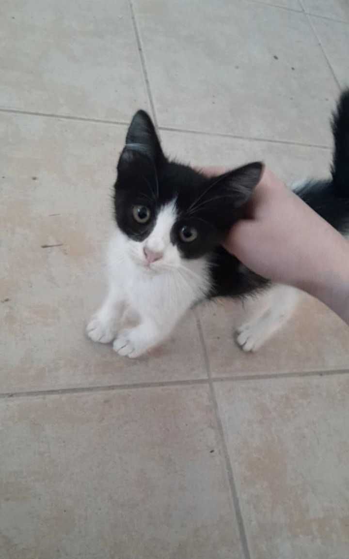 Gatinho macho 1 mês e meio