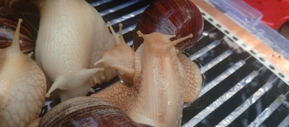 Выведу улиток на заказ