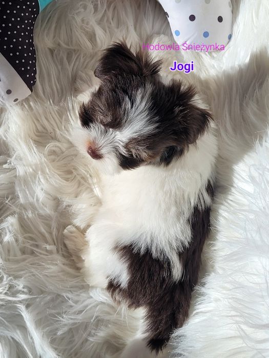 Szczeniak york Yorkshire terrier biewer morkie