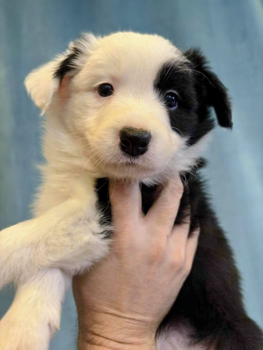 Border Collie suczka Mona