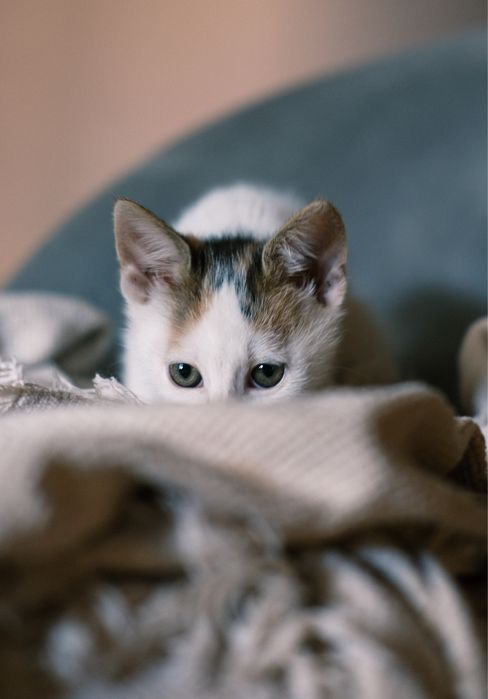Dwa kotki do adopcji Łapy/Białystok
