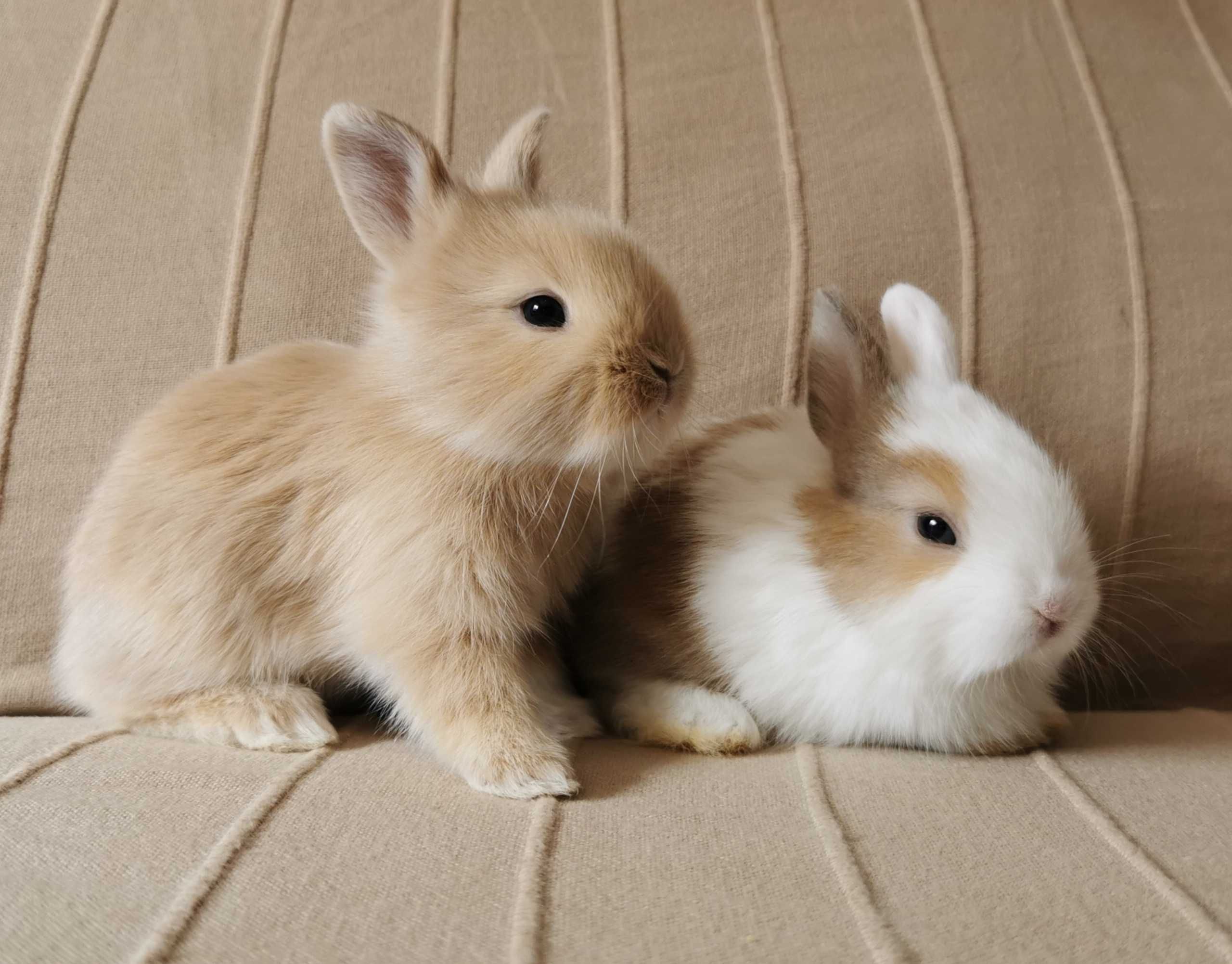 Mini Coelhos anões + gaiola nova + alimentação adequada