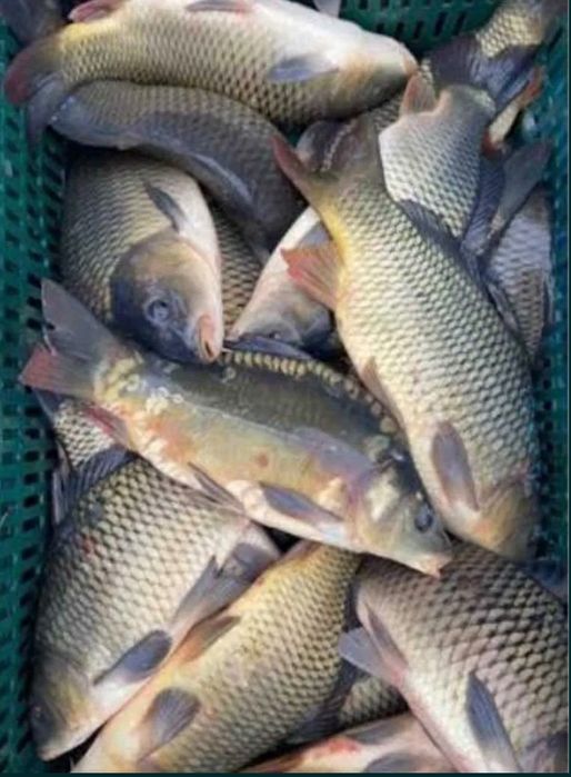 Продам живу рибу оптом є для спортивної риболовлі