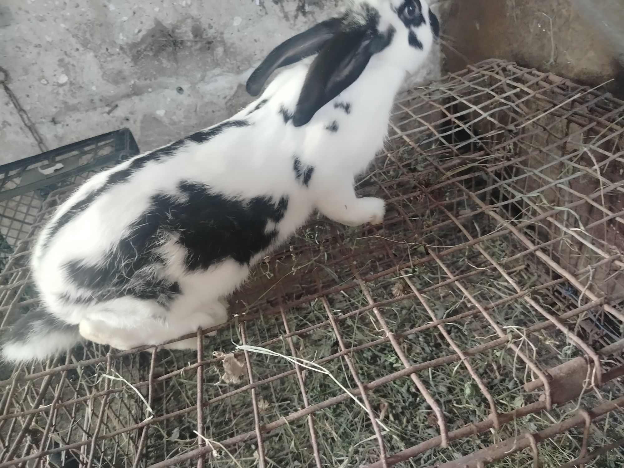 Sprzedam młodego samca