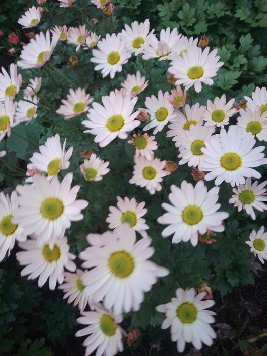 Хризантема мультифлора