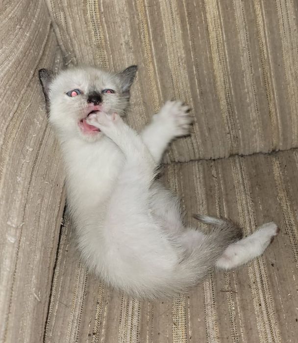 Gatinha para adopção