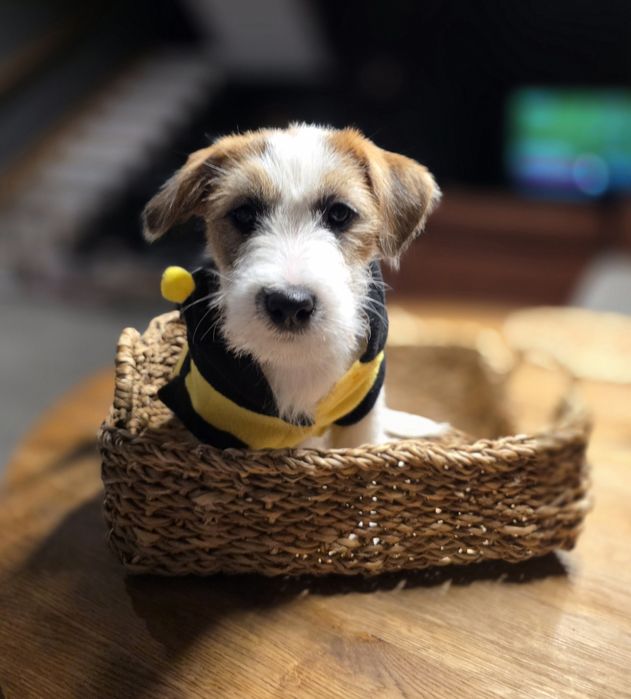 Jack Russell Terrier szorstkowłosy FCI ZKwP