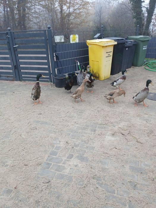 Kaczki biegusy na sprzedaz