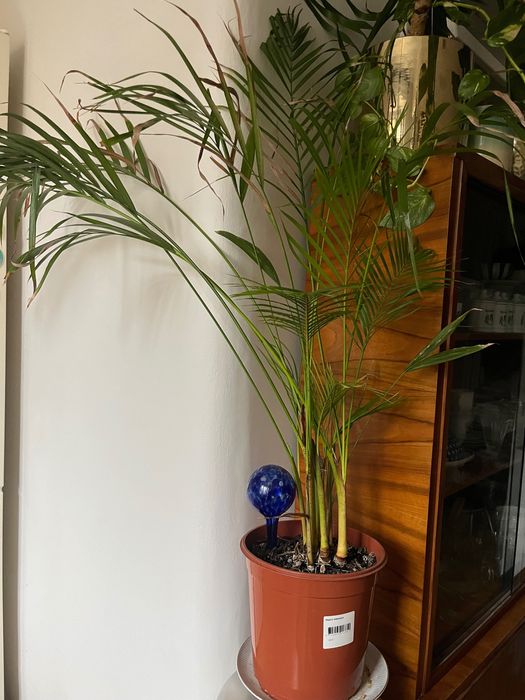 Zjawiskowa palma Areca z Madagaskaru