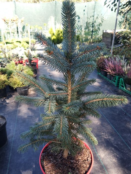 Рослини,туя, Ялівець, кипарисовик, верба Хакуро, Кілмарнок, ялина