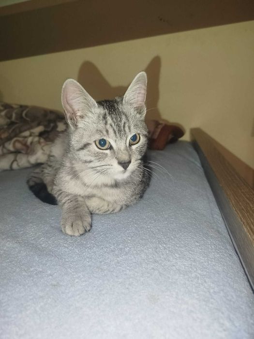 Oddam małego kotka za darmo