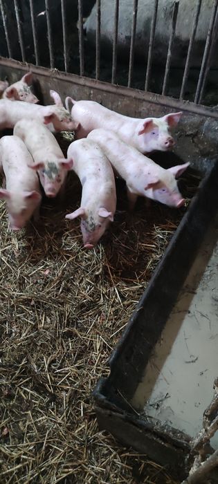 Продам поросята ландрас із пєтреном