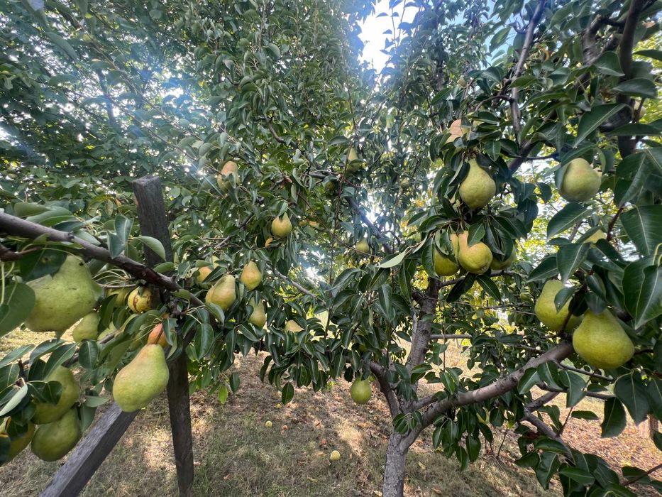 Продаж новозбудованого будинку м. Березань, Київська обл., 88 м2