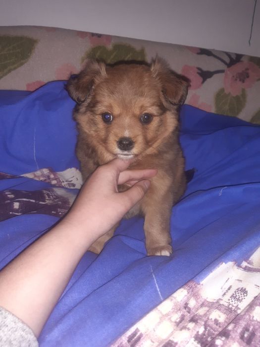 Померанський шпіц з німецьким дівчинка