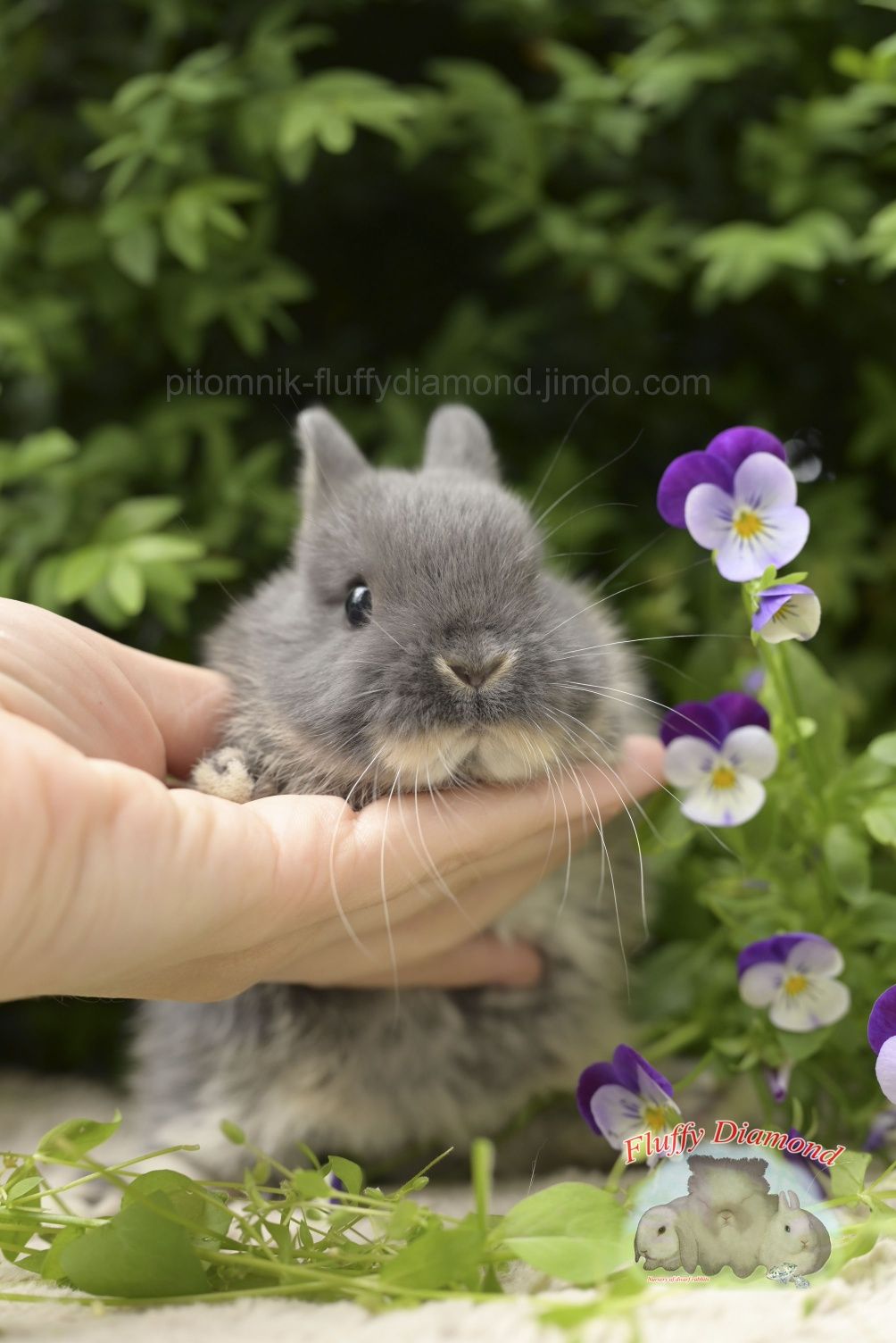 Карликові кролики з розплідника "Fluffy Diamond" Нідерландський карлик