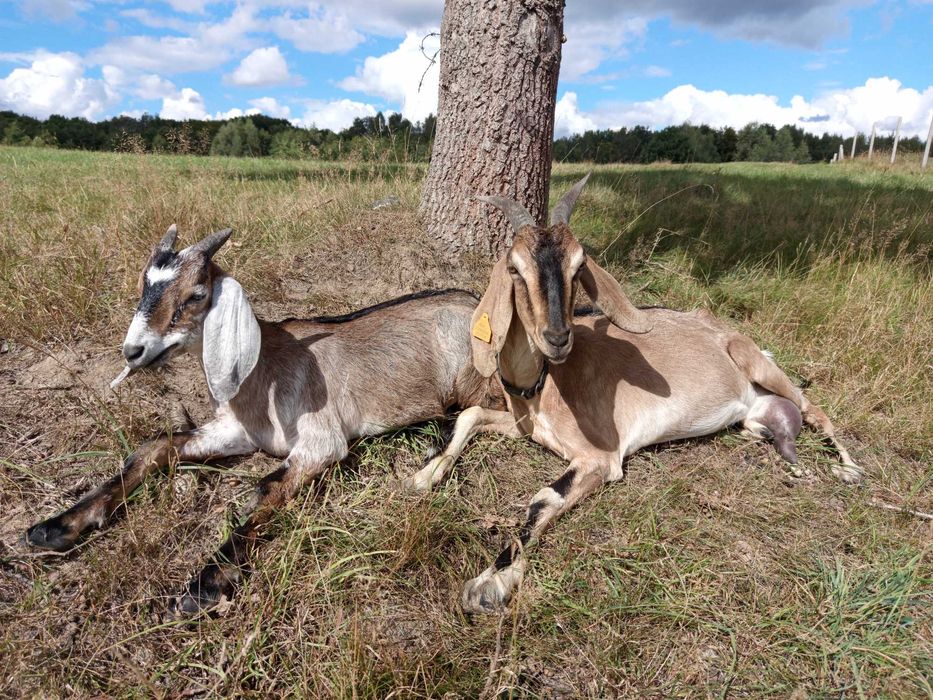 Sprzedam koziołki AN anglonubijskie po ojcu 100%