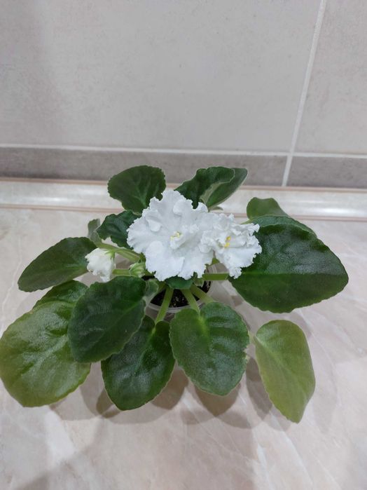 Продам біленьку Фіалку