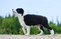 Cudowny Border Collie ZKwP FCI